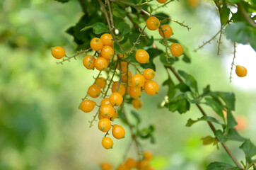 bunch the ripe yellow assist fruit with leaves and branch in the forest.