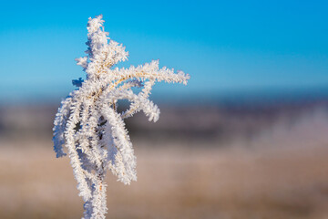 close-up of ice hoar frost on twigs on a blue sky background