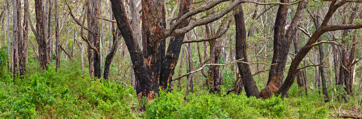Eucalyptus forest with Karri trees (Eucalyptus diversicolor) recovering after a forest fire
