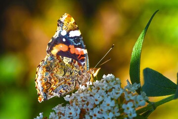 Red admiral, Vanessa atalanta, sitting on white flowering summer butterfly bush, wing underside
