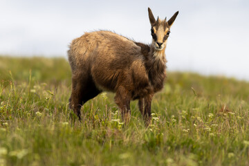 Chamois in the grass