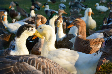 Obraz premium Two geese in a flock of geese in the field
