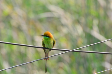 A bird spotted near a lake in Kolkata