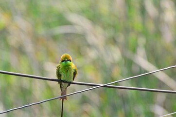 A bird spotted near a lake in Kolkata