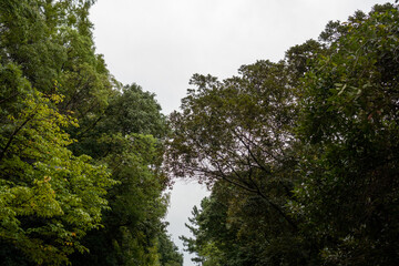 新緑の中を落ちる木漏れ日