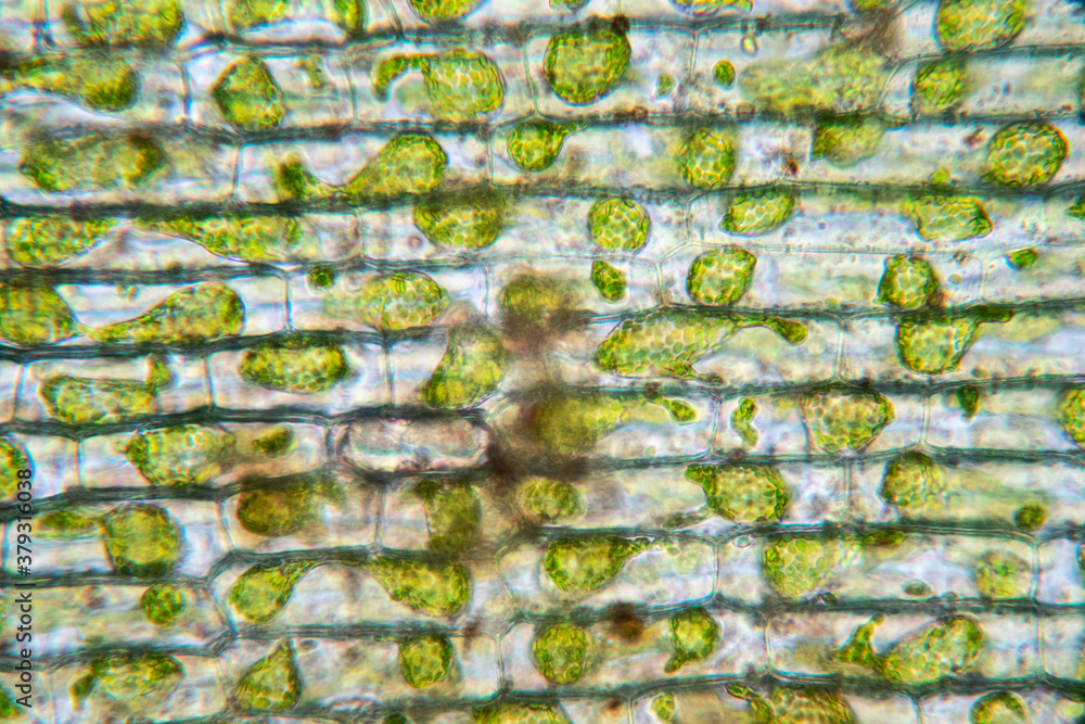 Wall mural cell structure hydrilla, view of the leaf surface showing plant cells under the microscope for class