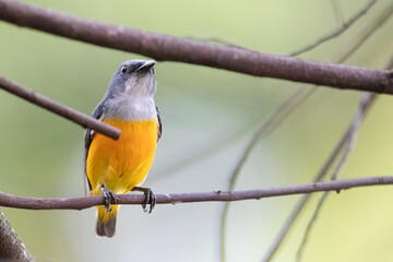 Orange-bellied Flowerpecker in thailand.
