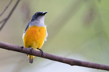 Orange-bellied Flowerpecker in thailand.
