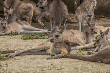 Fototapeta premium オオカンガルー