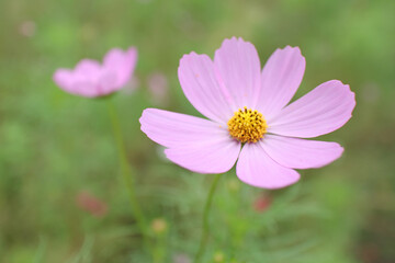 Obraz premium コスモス 花 秋 グリーン 背景