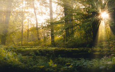 Obraz premium sunny forest