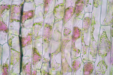 Cell structure Hydrilla, view of the leaf surface showing plant cells under the microscope for...
