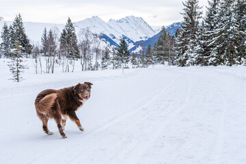 brauner Australian Shepherd schaut sich im Winter auf einem verschneiten Weg in den Alpen vor Gebirgspanorama um