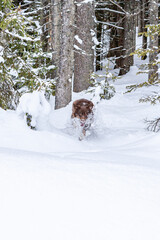 Hund springt im Winter aus dem Wald im Tiefschnee auf den Betrachter zu 