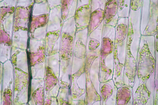 Cell structure Hydrilla, view of the leaf surface showing plant cells under the microscope for classroom education.
