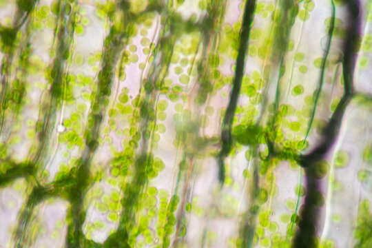 Cell structure Hydrilla, view of the leaf surface showing plant cells under the microscope for classroom education.
