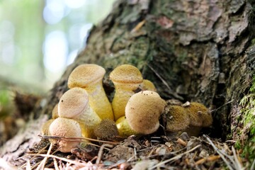 Edible forest mushroom - 
young fruiting bodies of Armillaria mellea commonly known as honey fungus