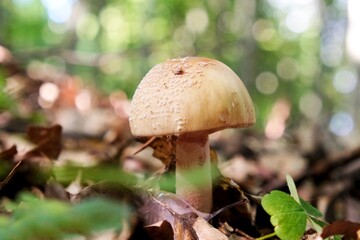 Single  mushroom Amanita rubescens, young fruiting body - edible toadstool. The common name is the blusher. 