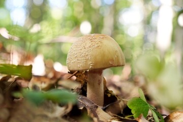 Single  mushroom Amanita rubescens, young fruiting body - edible toadstool. The common name is the blusher. 