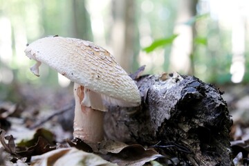 Single  mushroom Amanita rubescens, young fruiting body - edible toadstool. The common name is the...
