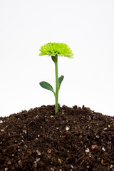 green sprout growing