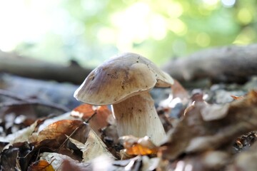 Single mushroom the boletus, also known as  penny bun, cep, porcino or porcini - edible, very tasty forest mushroom.