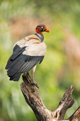 The king vulture (Sarcoramphus papa) is a large bird found in Central and South America.