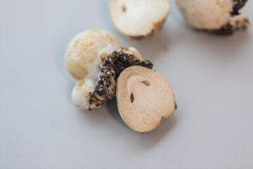 Volvariella volvacea (also known as paddy straw mushroom or straw mushroom) is a species of edible mushroom cultivated for education in Lab.