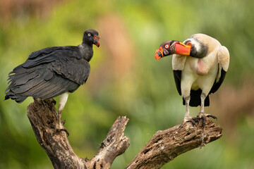 The king vulture (Sarcoramphus papa) is a large bird found in Central and South America.