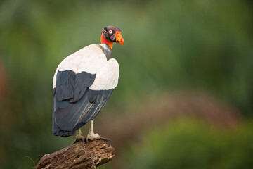 The king vulture (Sarcoramphus papa) is a large bird found in Central and South America.