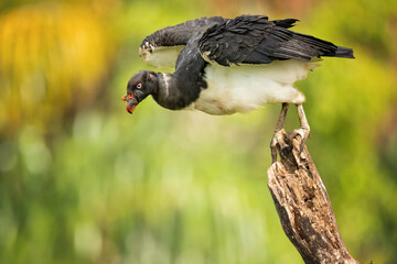 The king vulture (Sarcoramphus papa) is a large bird found in Central and South America.