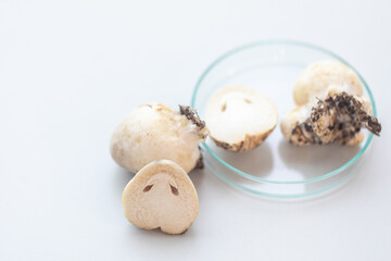 Volvariella volvacea (also known as paddy straw mushroom or straw mushroom) is a species of edible mushroom cultivated for education in Lab.