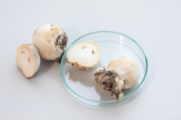 Volvariella volvacea (also known as paddy straw mushroom or straw mushroom) is a species of edible mushroom cultivated for education in Lab.