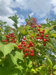 red currant bush