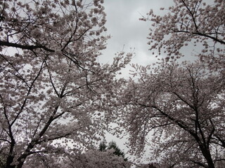 cherry blossoms