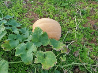 Pumpkin grown in the Korean countryside