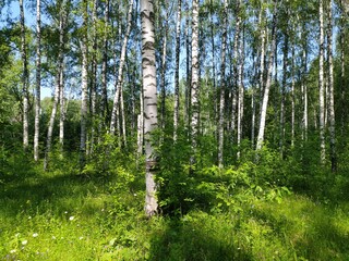 forest in the morning