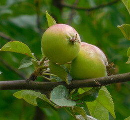 Apples on an apple tree under the sun ripen and are filled with vitamins