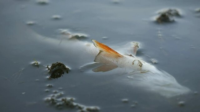Dead fish in environmentally dirty water. A living creature died in a toxic lake covered with a film of harmful emissions