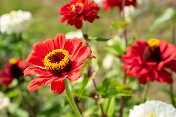 close up of blooming red zinnia flower soft focus.
