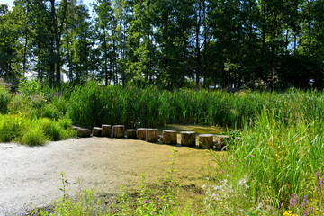 View of a small swamp like pond covered almost entirely with moss and other water plants with a set of logs of various heights allowing to cross to reservoir and reach the other bank of it 