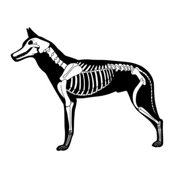 Vector dog skeleton. Bones anatomy poster, isolated on white background