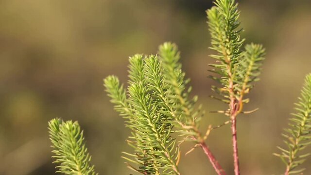 macro view of native plant in san luis, argentina