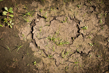 Cracks in the dry ground. Texture of dry earth with grass sprouts.
