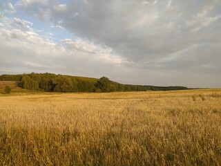 field of wheat