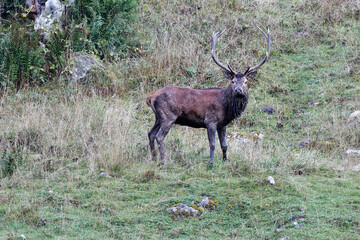 cerf au brame