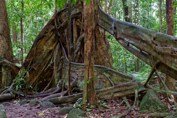 Australijski las deszczowy w stanie Queensland - obrazy, fototapety, plakaty