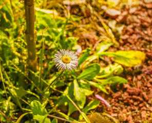 Delicate daisy bloomed on sunny spring day