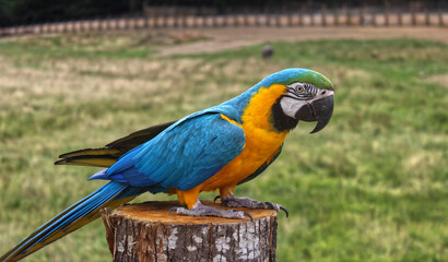 Perroquet de race Ara Ararauna bleu et jaune posé sur un poteau en bois dans le parc zoologique de Branféré dans le Morbihan en Bretagne