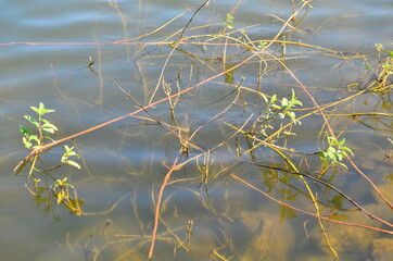 River Bamni near Ayodhya Hills, West Bengal